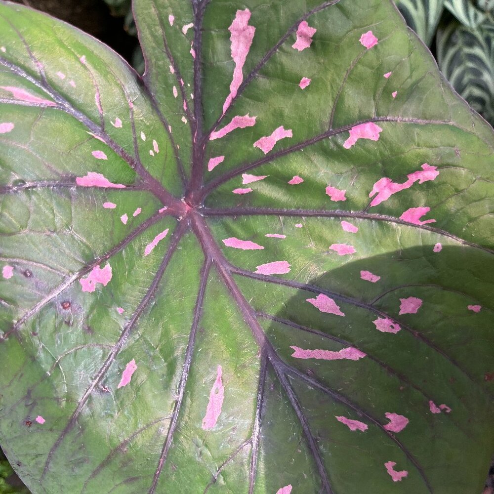 Meet your Posher, Alisha